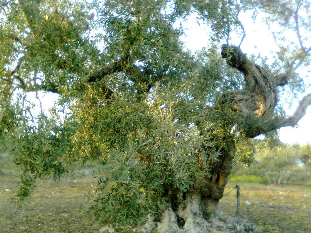 Talaván Casa Rural La Brena旅馆 外观 照片